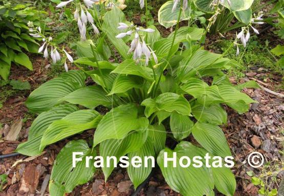 Hosta Immense